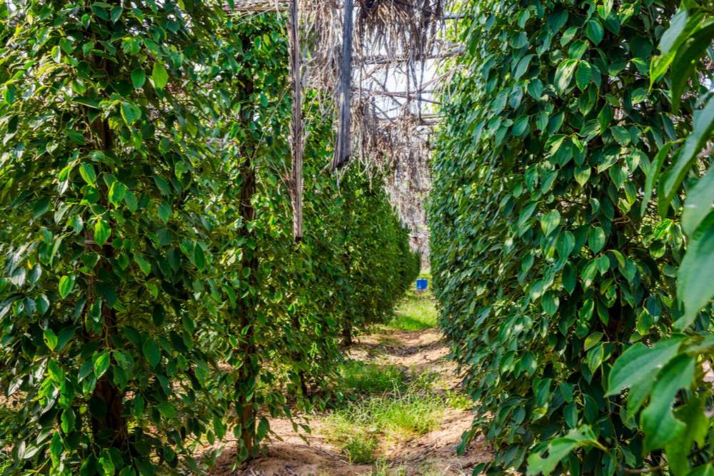 ביקור בחוות הפלפל של קמפוט